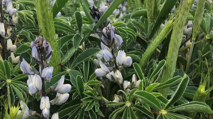 Dès 2008, Terrena a validé l’intérêt technico-économique de l’association lupin-triticale.